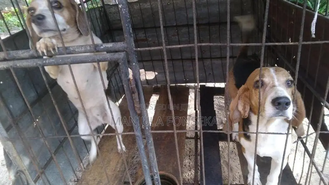 Beagal Puppy