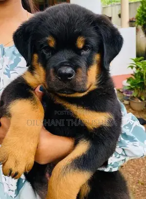 Rottweiler puppys