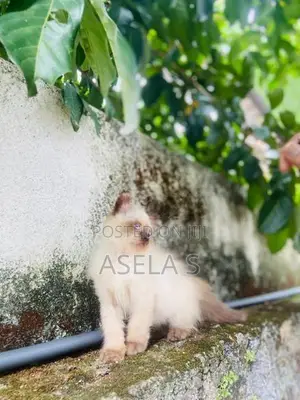 Persian cat