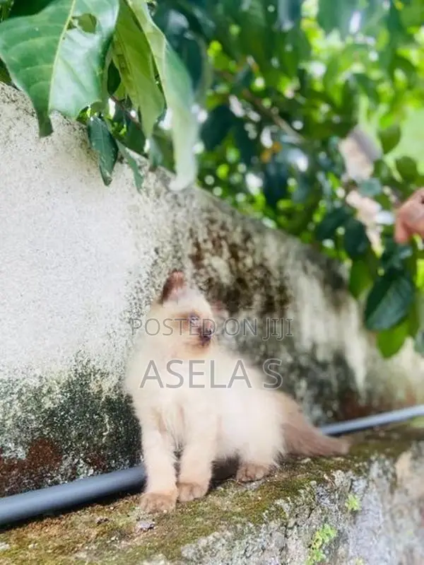 Persian cat