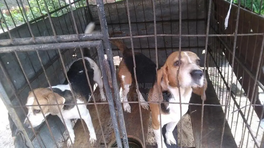 Beagal Puppy