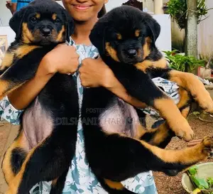 Rottweiler puppys