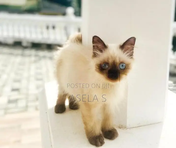 Persian cat
