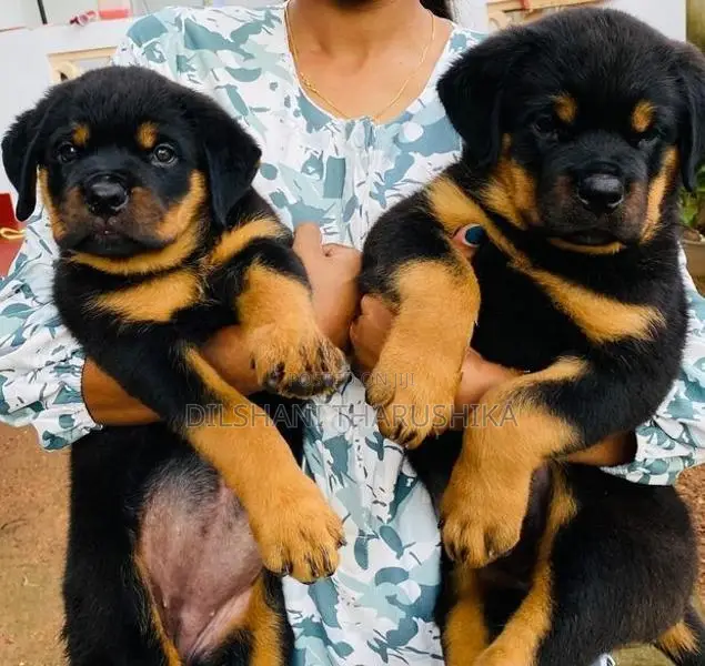 Rottweiler puppys