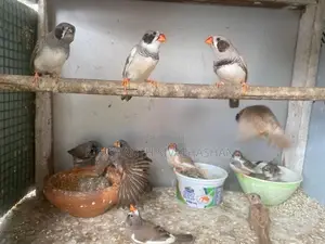 Finches Birds