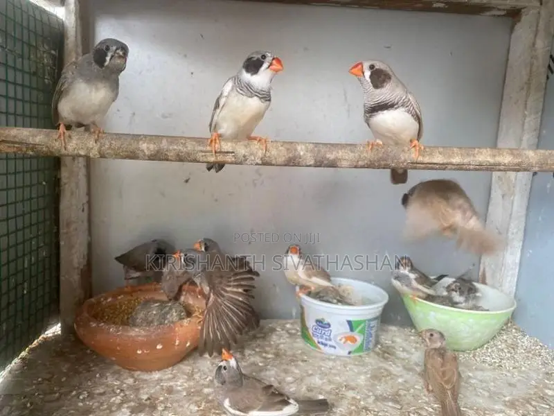 Finches Birds
