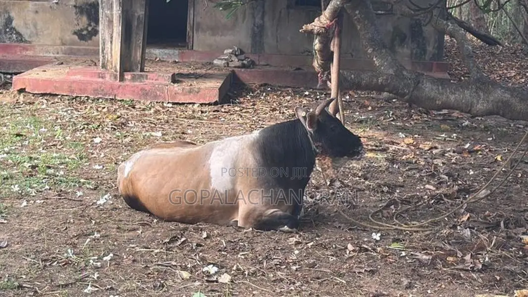 Jersey bull