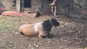 Jersey bull