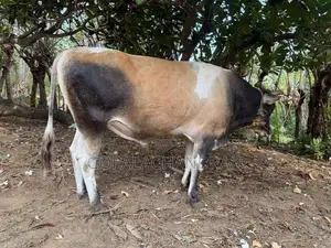 Jersey bull