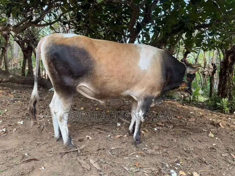 Jersey bull