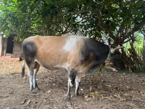 Jersey bull