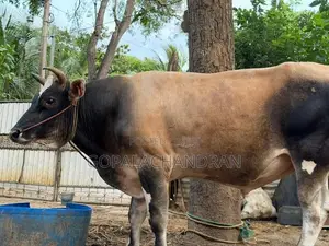 Jersey bull