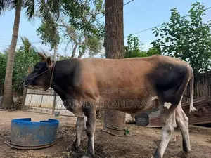 Jersey bull