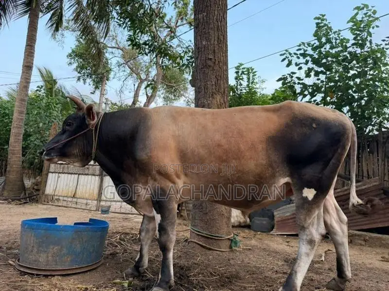 Jersey bull