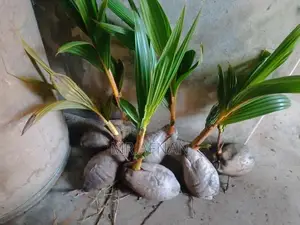 King coconut plants