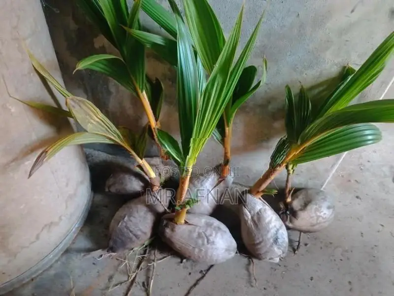 King coconut plants