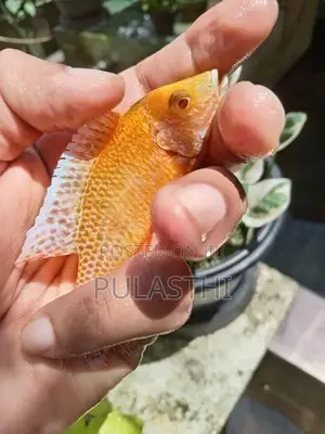 Peacock Malawi Cichlid Fish