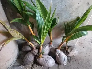 King coconut plants