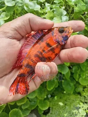 Peacock Malawi Cichlid Fish