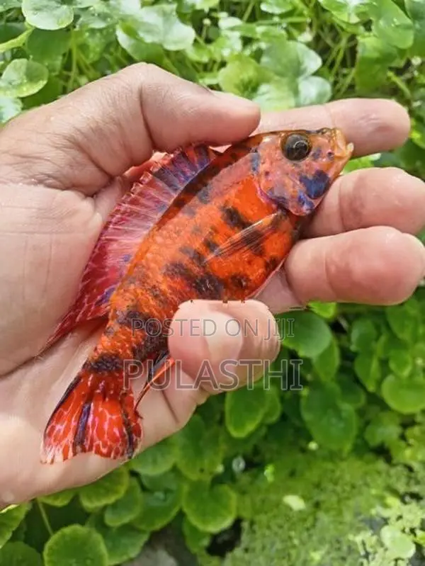 Peacock Malawi Cichlid Fish