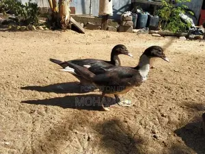Ducks