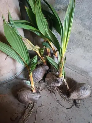 King coconut plants