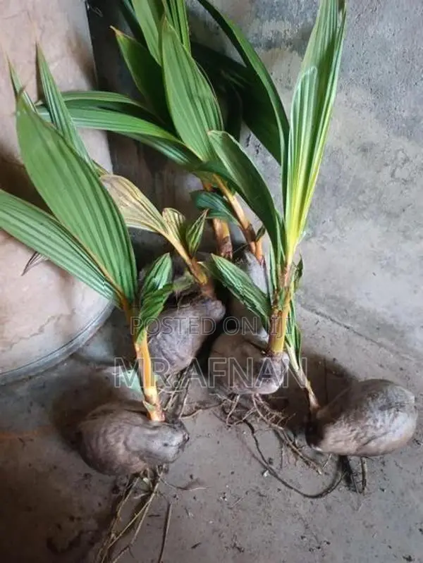 King coconut plants