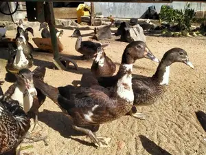 Ducks