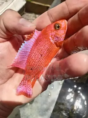 Peacock Malawi Cichlid Fish
