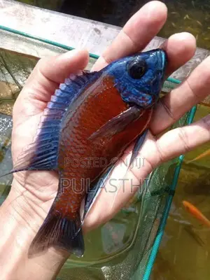 Peacock Malawi Cichlid Fish
