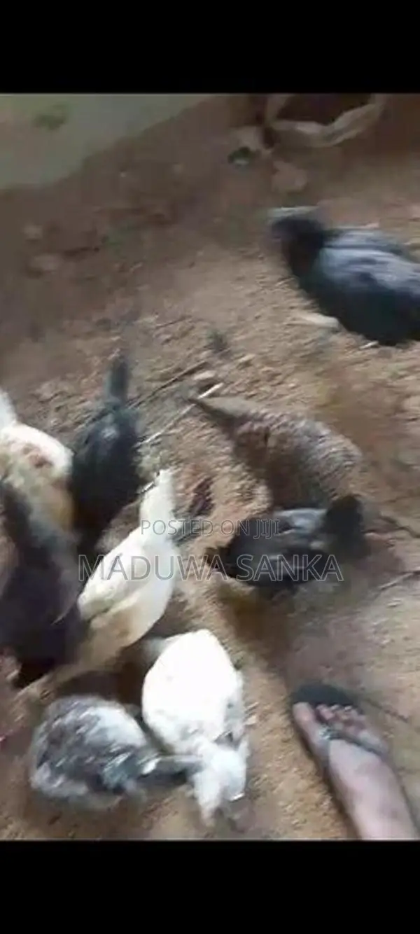 ගම් කිකිළියන් කඩනනාත්