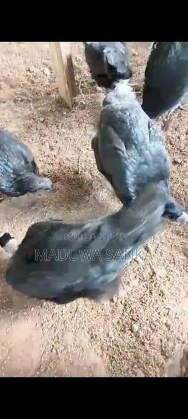 ගම් කිකිළියන් කඩනනාත්