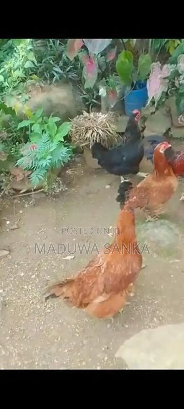 ගම් කිකිළියන් කඩනනාත්