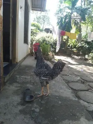 Chicken