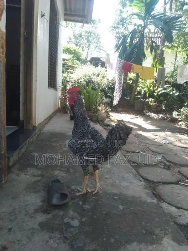 Chicken
