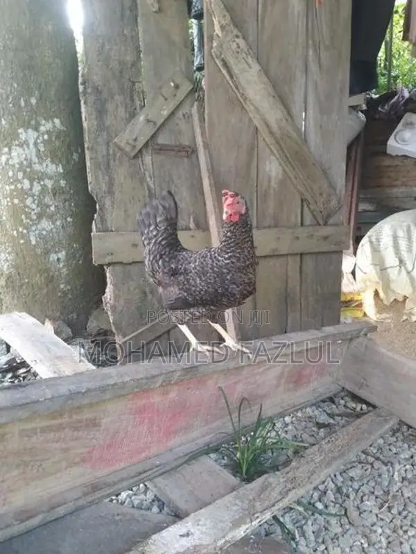Chicken