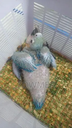 Macaw Bird
