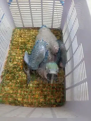 Macaw Bird