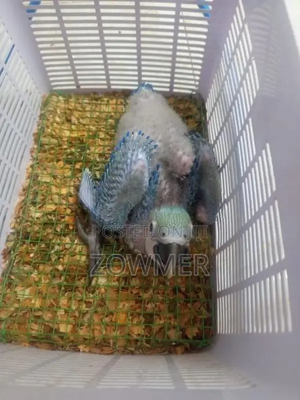 Macaw Bird