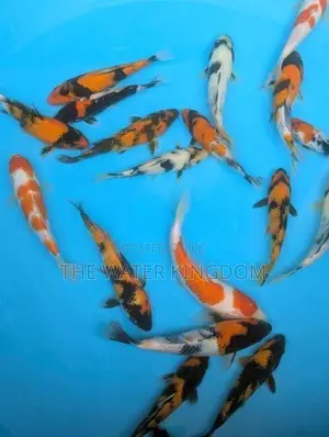 Sri Lankan Koi Fish
