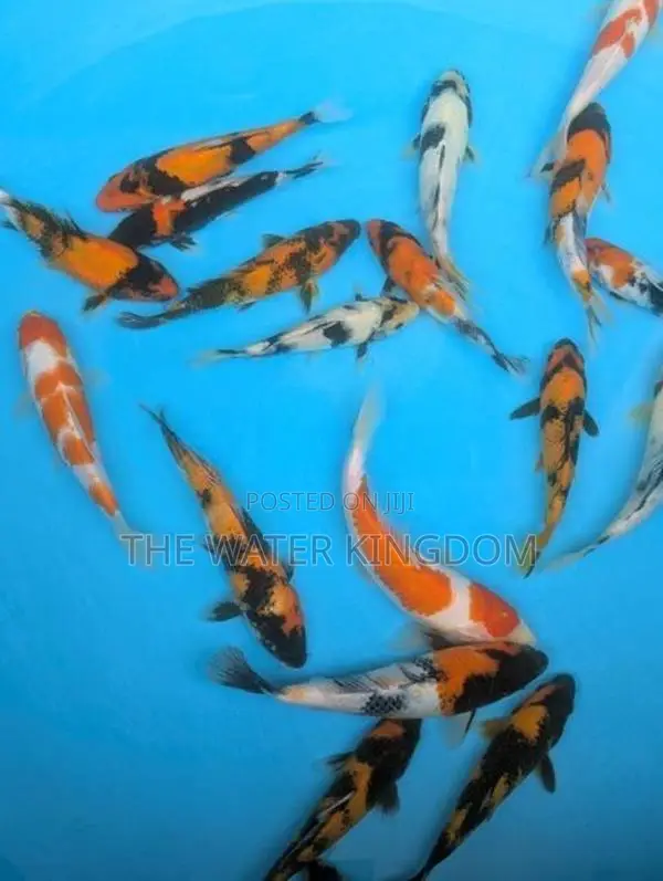 Sri Lankan Koi Fish