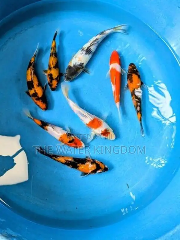 Sri Lankan Koi Fish
