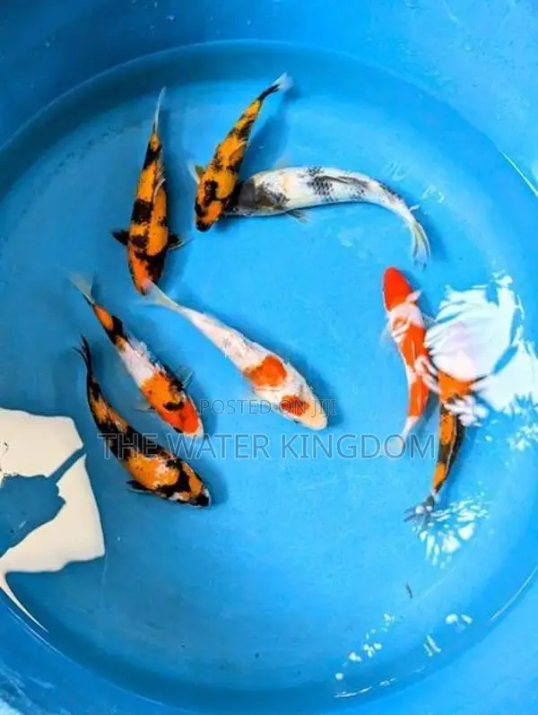 Sri Lankan Koi Fish