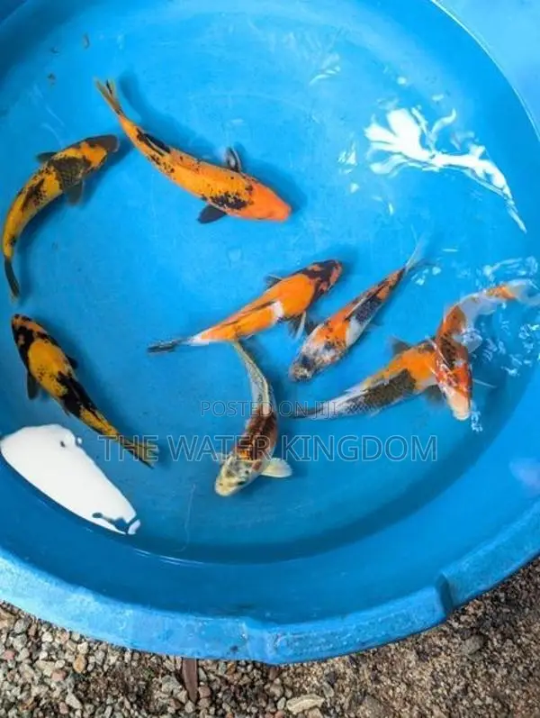Sri Lankan Koi Fish