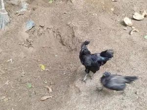 Kadaknath Chickens