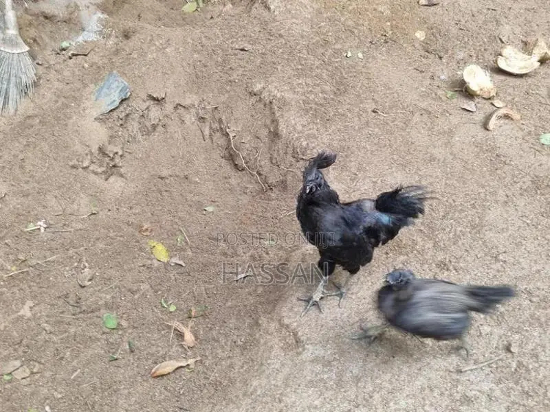 Kadaknath Chickens