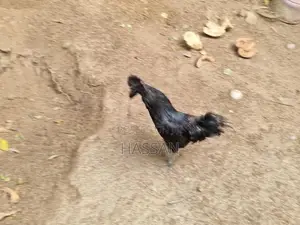 Kadaknath Chickens