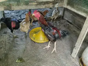 Kadaknath Chickens