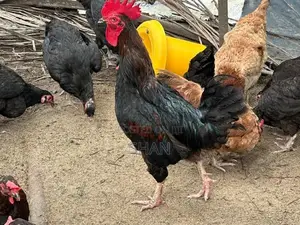 ගම් කුකුළන්