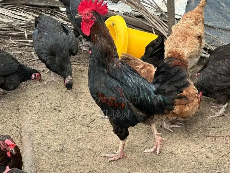 ගම් කුකුළන්
